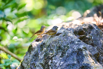 Wild birds living in the forest outdoors
