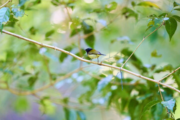 Wild birds living in the forest outdoors