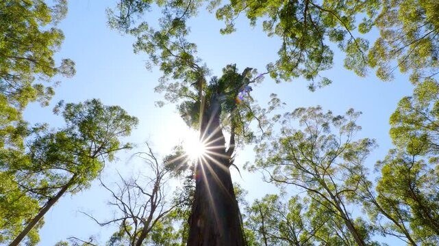 low angle shot of giant karri tree forest in Western Australia on a sunny day, with a sun flare behinh a tree at slow motion