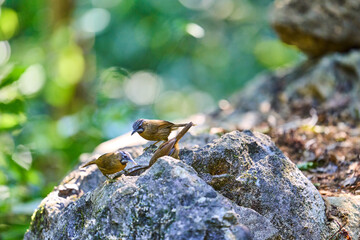Wild birds living in the forest outdoors