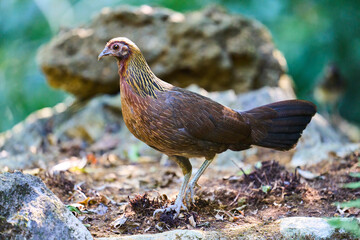 Wild birds living in the forest outdoors