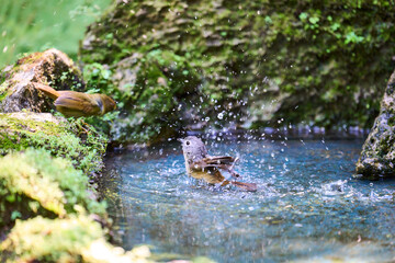 Wild birds living in the forest outdoors