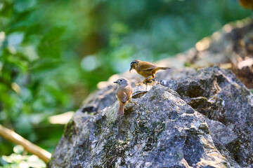 Wild birds living in the forest outdoors