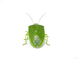 ツヤアオカメムシの後ろ姿