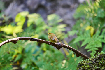Wild birds living in the forest outdoors