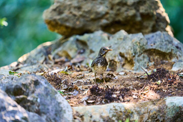 Wild birds living in the forest outdoors