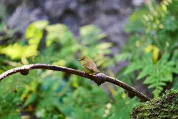 Wild birds living in the forest outdoors