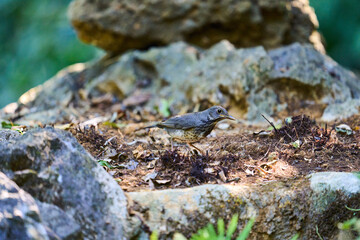 Wild birds living in the forest outdoors