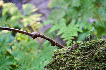 Wild birds living in the forest outdoors