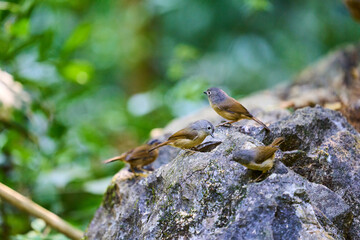 Wild birds living in the forest outdoors