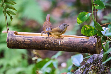 Wild birds living in the forest outdoors