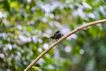 Wild birds living in the forest outdoors