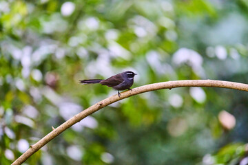 Wild birds living in the forest outdoors