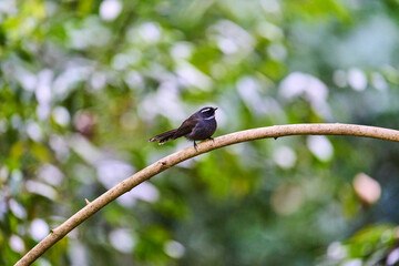 Wild birds living in the forest outdoors