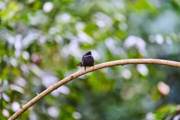 Wild birds living in the forest outdoors