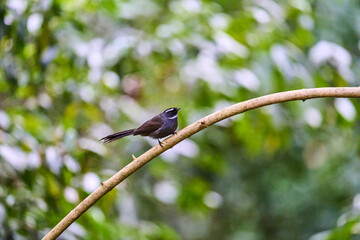 Wild birds living in the forest outdoors