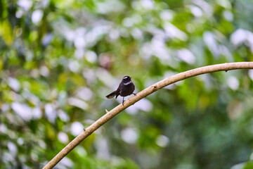 Wild birds living in the forest outdoors