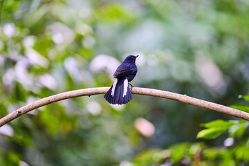 Wild birds living in the forest outdoors