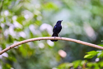 Wild birds living in the forest outdoors
