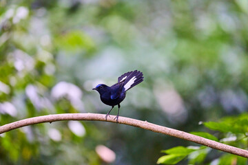 Wild birds living in the forest outdoors
