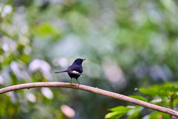 Wild birds living in the forest outdoors