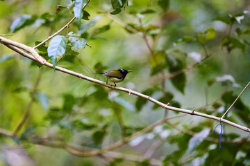 Wild birds living in the forest outdoors