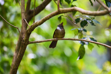 Wild birds living in the forest outdoors