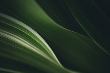 Dark green leaf texture, Natural green leaves using as nature background wallpaper or tropical leaf cover page