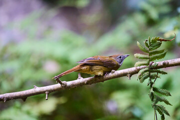 Wild birds living in the forest outdoors