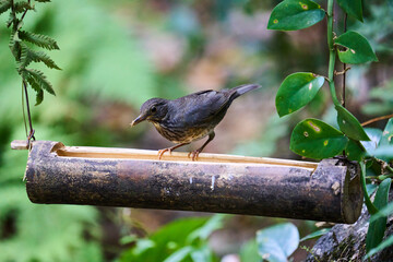 Wild birds living in the forest outdoors
