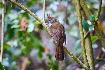 Wild birds living in the forest outdoors