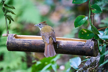Wild birds living in the forest outdoors