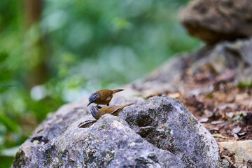 Wild birds living in the forest outdoors