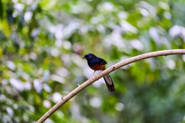Wild birds living in the forest outdoors