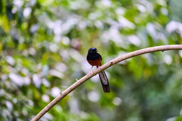Wild birds living in the forest outdoors