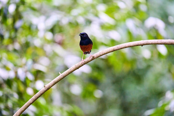 Wild birds living in the forest outdoors