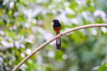 Wild birds living in the forest outdoors