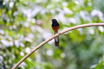 Wild birds living in the forest outdoors