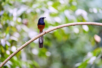 Wild birds living in the forest outdoors