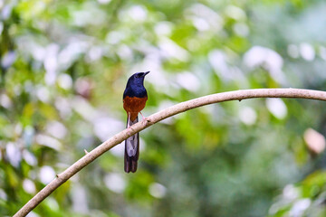Wild birds living in the forest outdoors