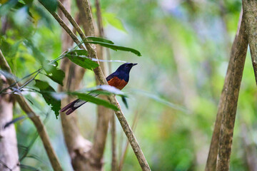 Wild birds living in the forest outdoors