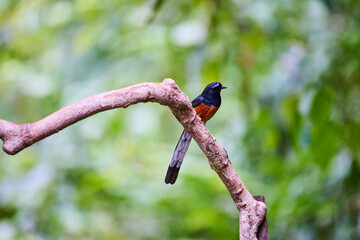 Wild birds living in the forest outdoors
