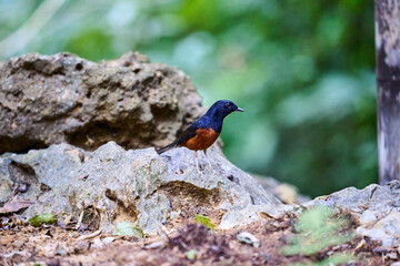 Wild birds living in the forest outdoors