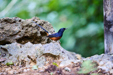 Wild birds living in the forest outdoors