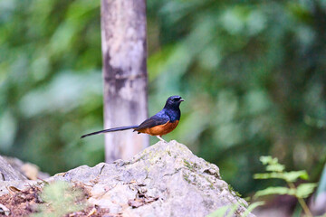 Wild birds living in the forest outdoors