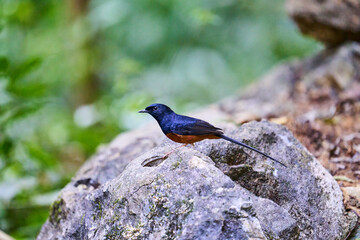 Wild birds living in the forest outdoors