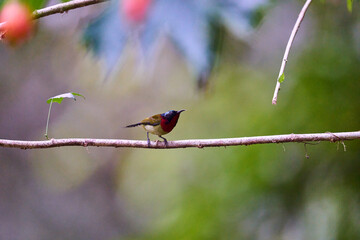 Wild birds living in the forest outdoors