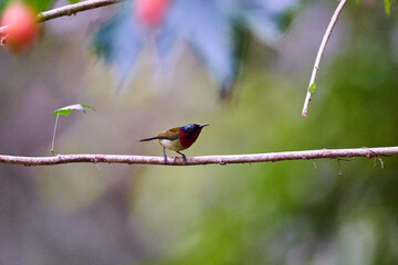 Wild birds living in the forest outdoors