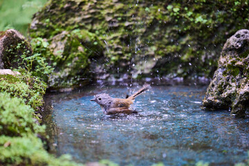 Wild birds living in the forest outdoors