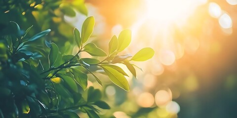 Gentle sunlight filtering through tree branches